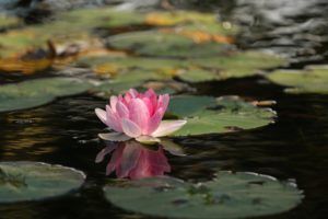 lotus meditation
